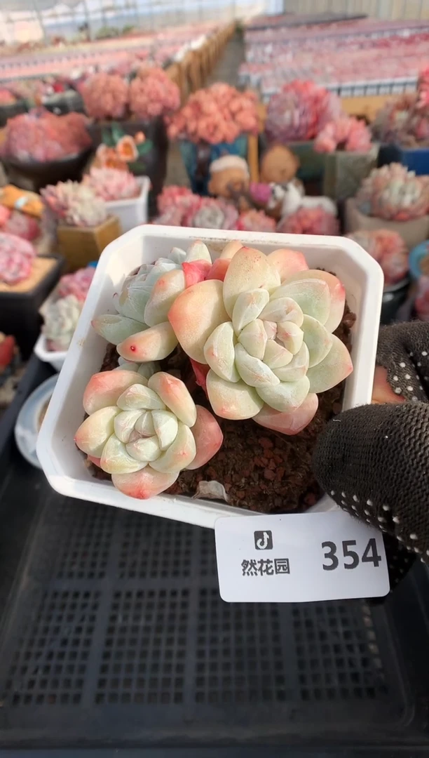 【闪购商品】354冰玉一物一拍