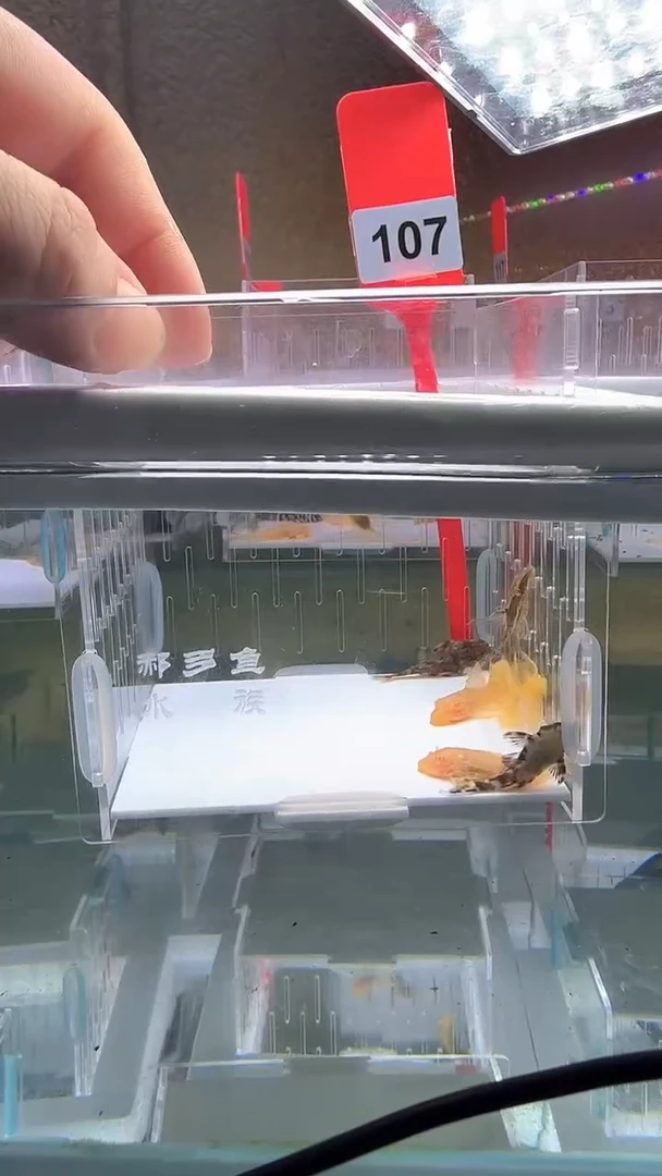 清道夫3-5不包入缸损107