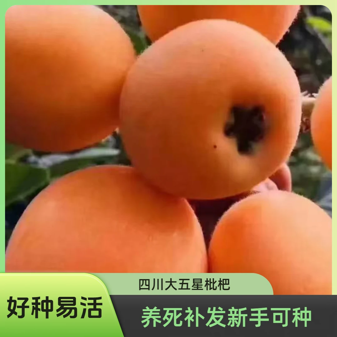 龙泉大五星【带土杯苗】大果好成活阳台盆栽地栽