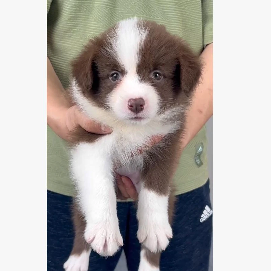 D4 边境牧羊犬 咖啡色 弟弟 6.20日窝次