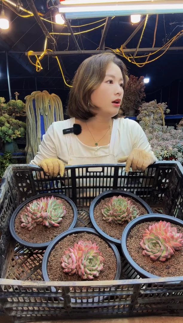 多头红鸾脱土包邮