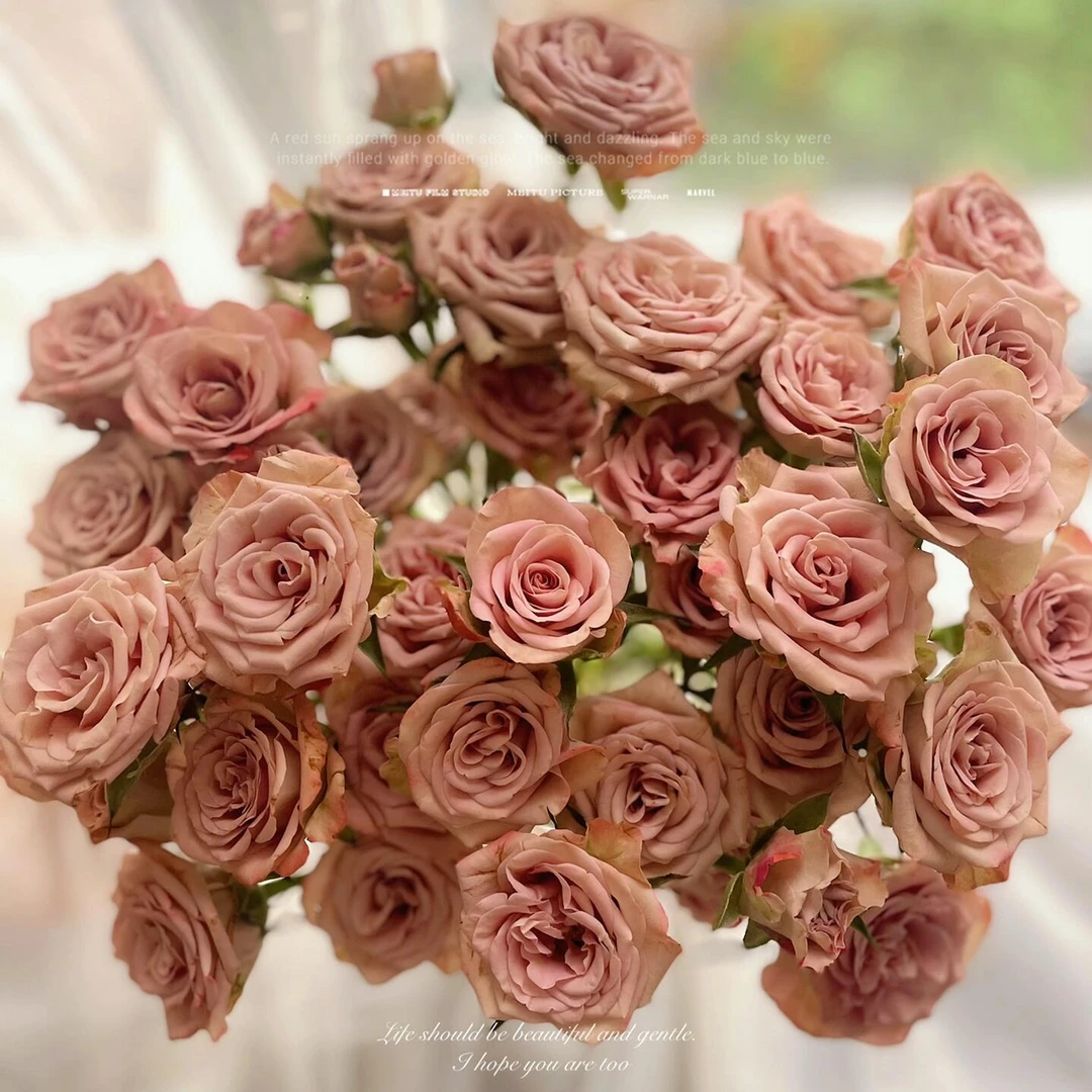 【卡布奇诺】花期长 玫瑰深水养护 全场任意两单京东包邮（一单要+5元运费）