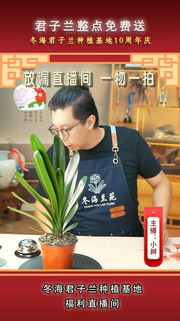 当前无花朵，栽培后可花朵醉**财君子兰