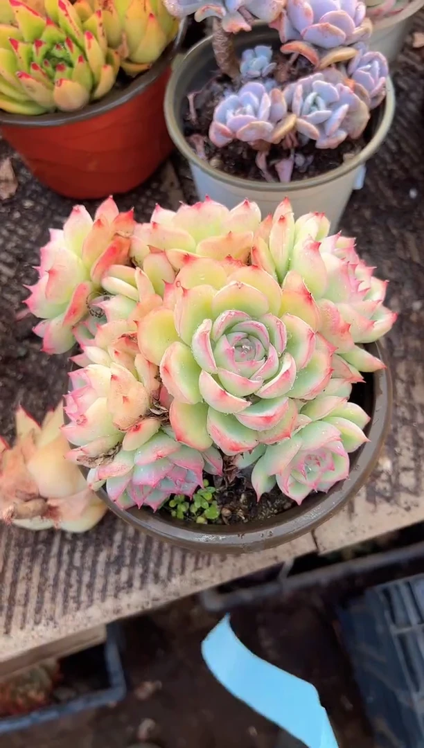 湘*主多肉植物一物一拍27414