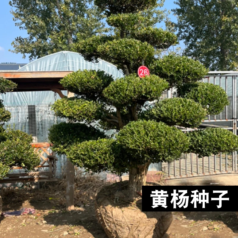 瓜子黄杨地景精品地景