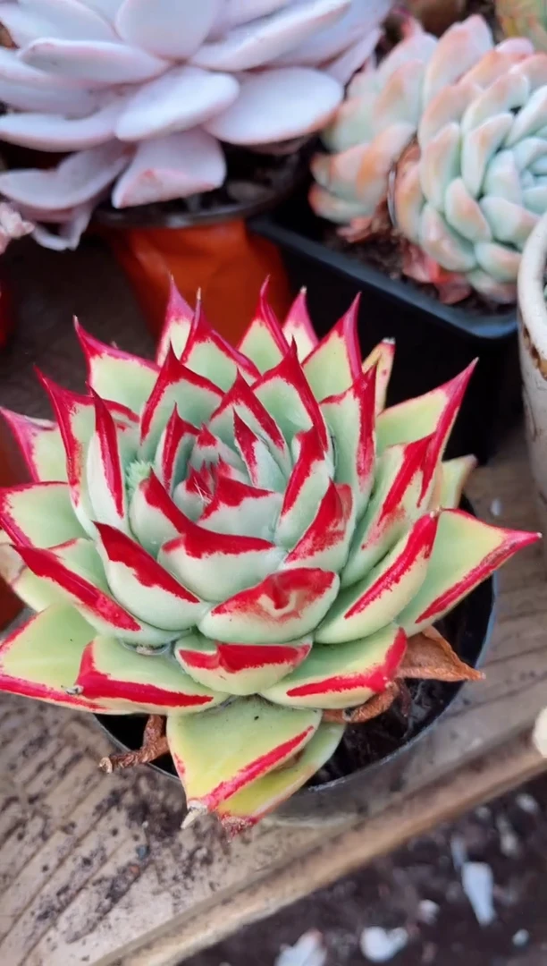 【闪购商品】09109