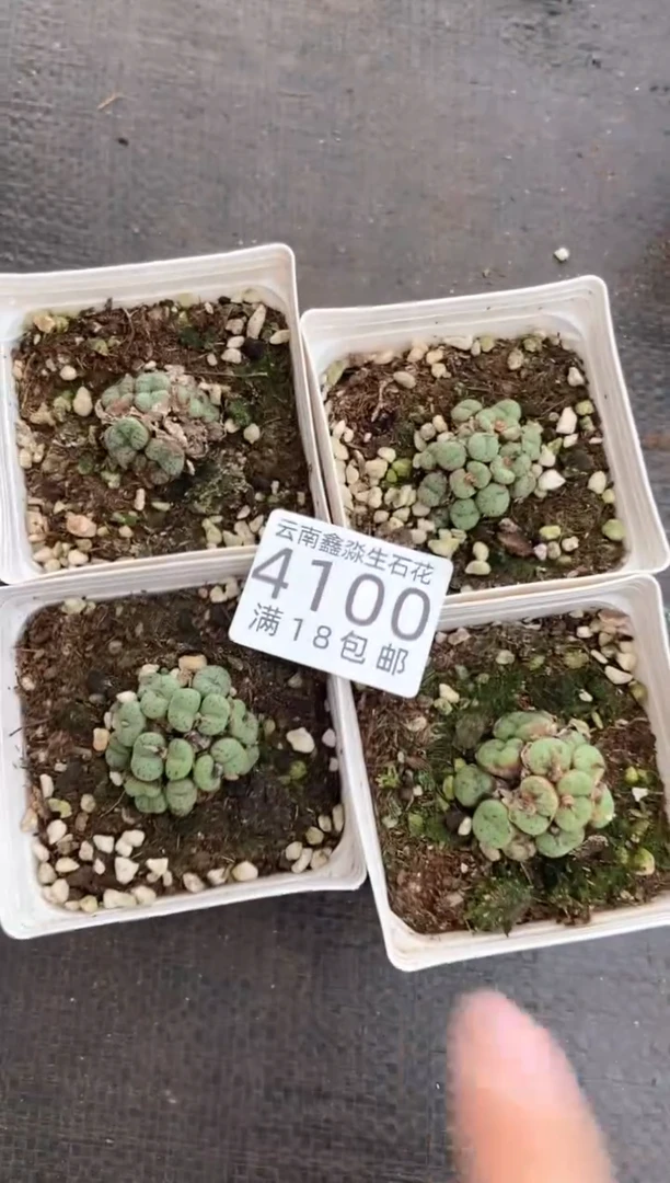 4100特价七方群有瑕疵发货1盒量拍