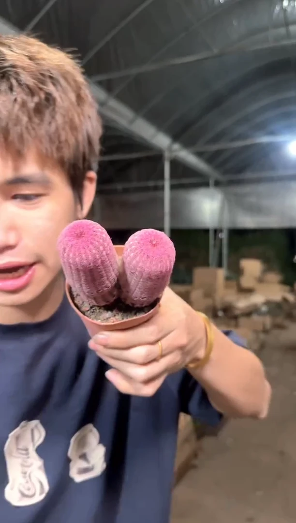 实生根 双头 糖心红太阳