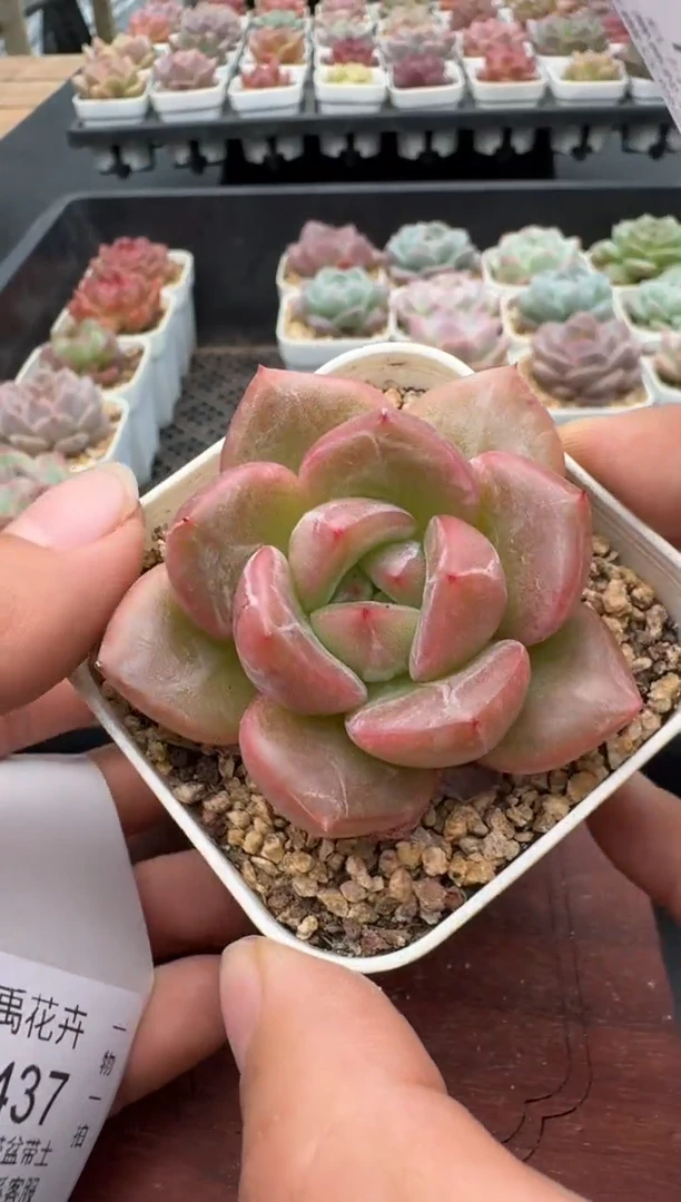 436N带盆土发(6.5cm杯） 当场拍3颗以上包柚 多肉植物 一物一拍