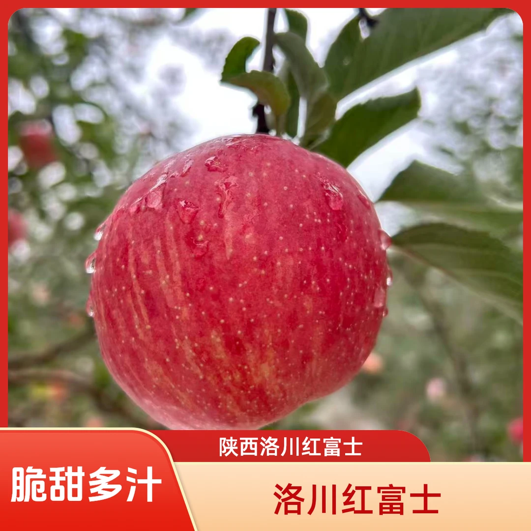 【2025年新果】陕西洛川红富士苹果3斤/10斤脆甜多汁 新鲜水果