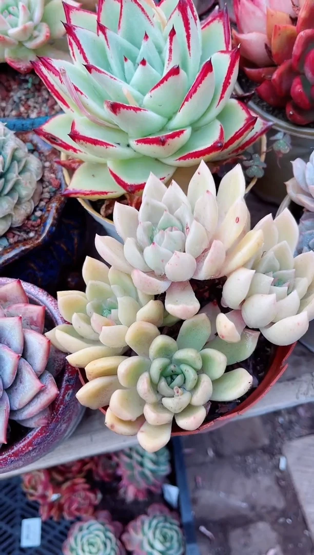 【闪购商品】08162