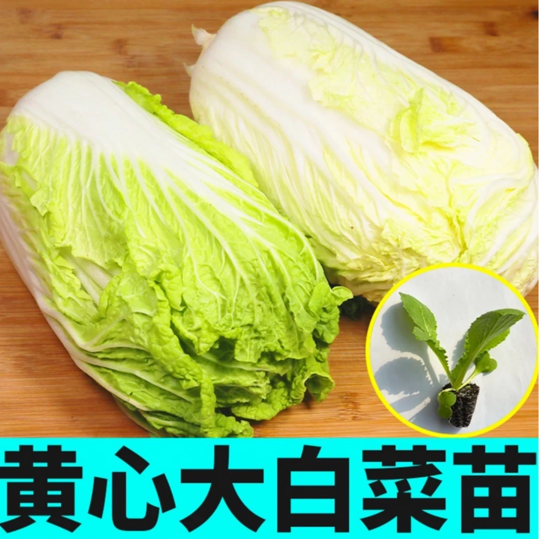 大白菜秧苗露天黄心大白菜苗西兰花秧苗耐寒蔬菜苗高产阳台种植