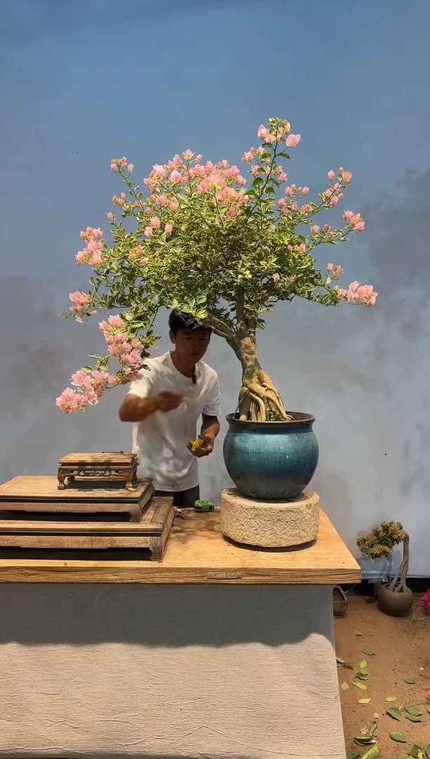 无花朵aa三角梅专场一物一拍11