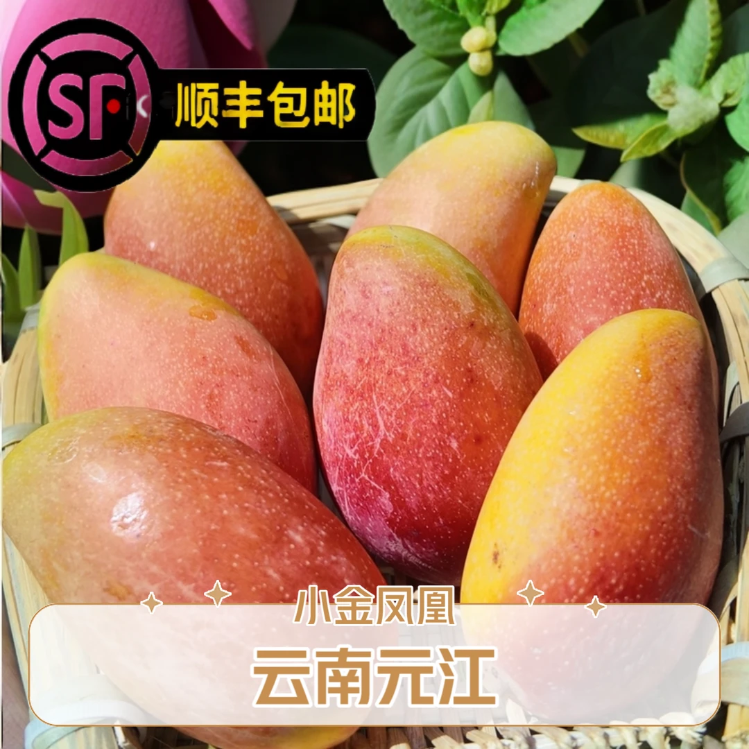 【顺丰包邮】云南元江小金凤凰芒果精品产地直发树上成熟新鲜有保障