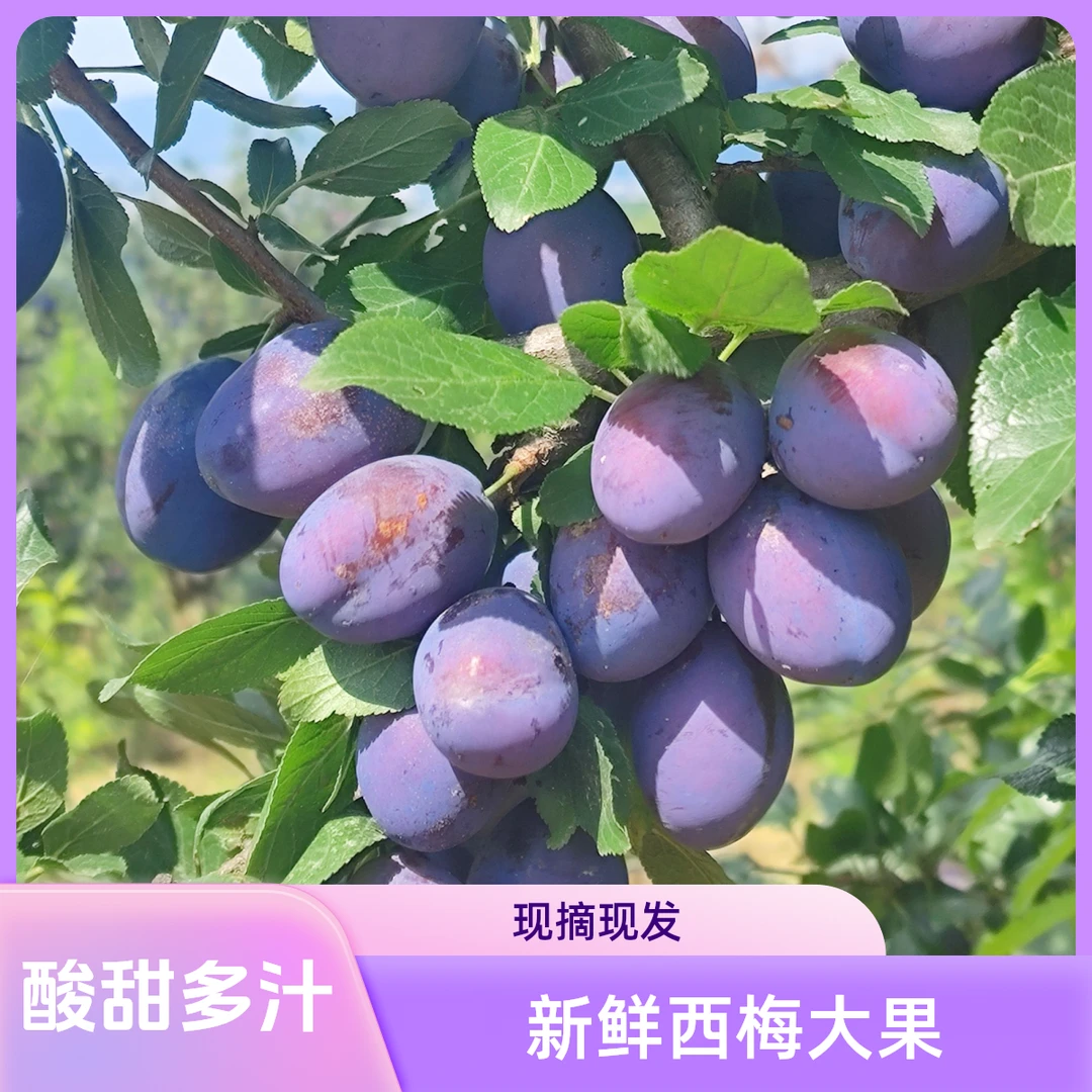 【现摘现发】云南酸甜新鲜多汁大西梅