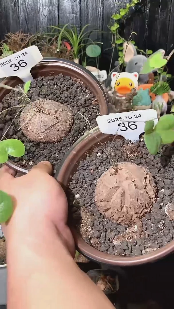 36号1024福利特价南非龟甲龙套餐