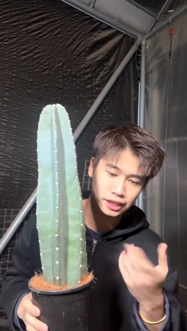 【带盆土】20cm+ 量天尺