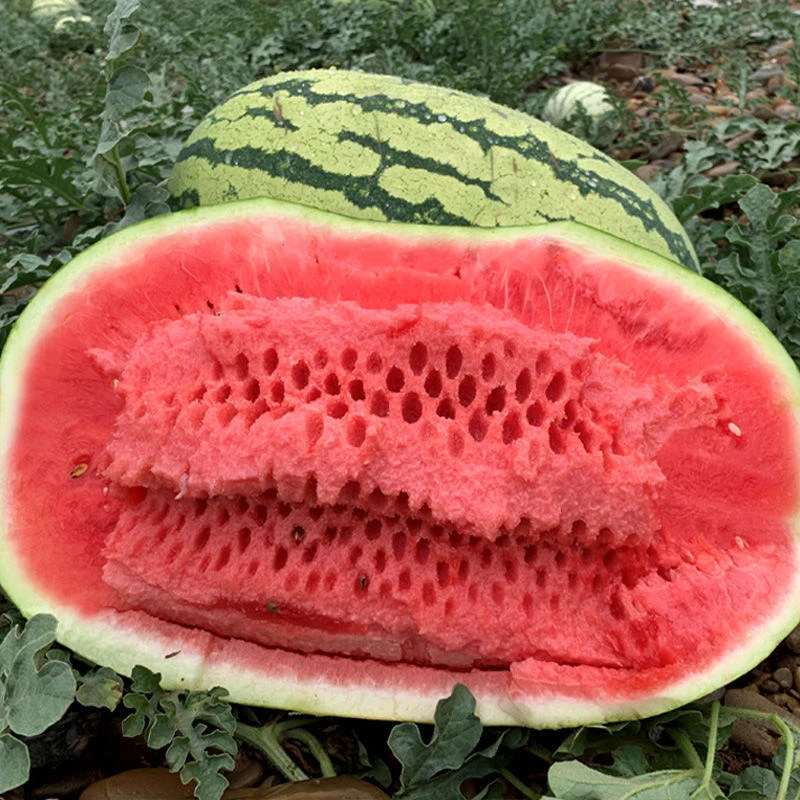 瓜王【顺丰包邮】正宗宁夏中卫香山硒砂瓜头茬新鲜当季沙瓤