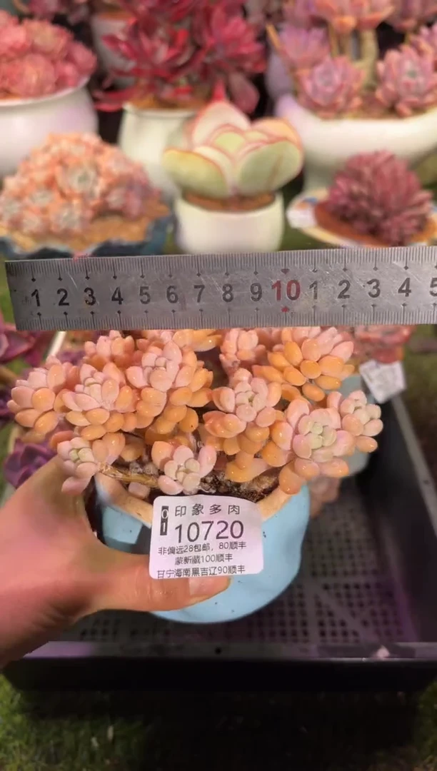 【闪购商品】10720