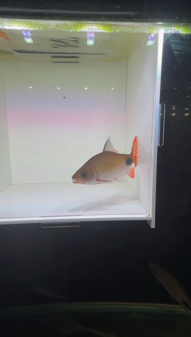 工具鱼彩虹道人111