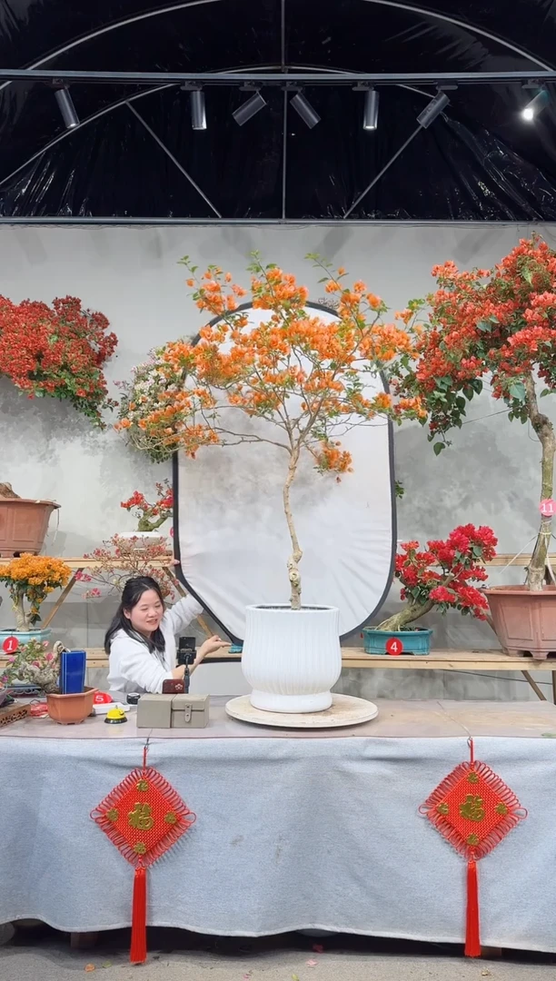 【闪购商品】盆景变色龙