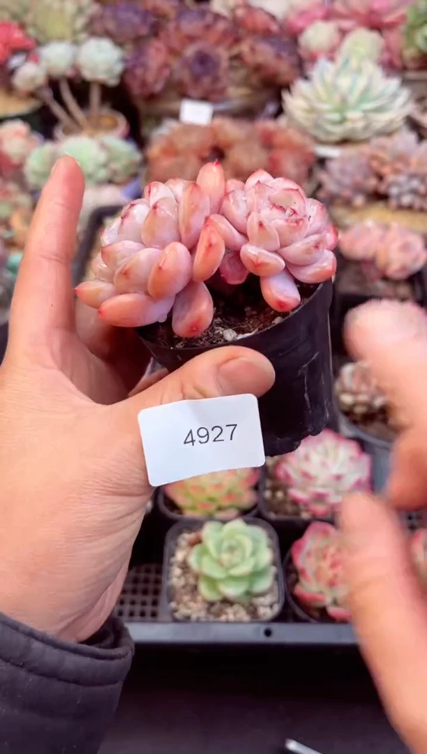 【闪购商品】4927双头星星雪多肉