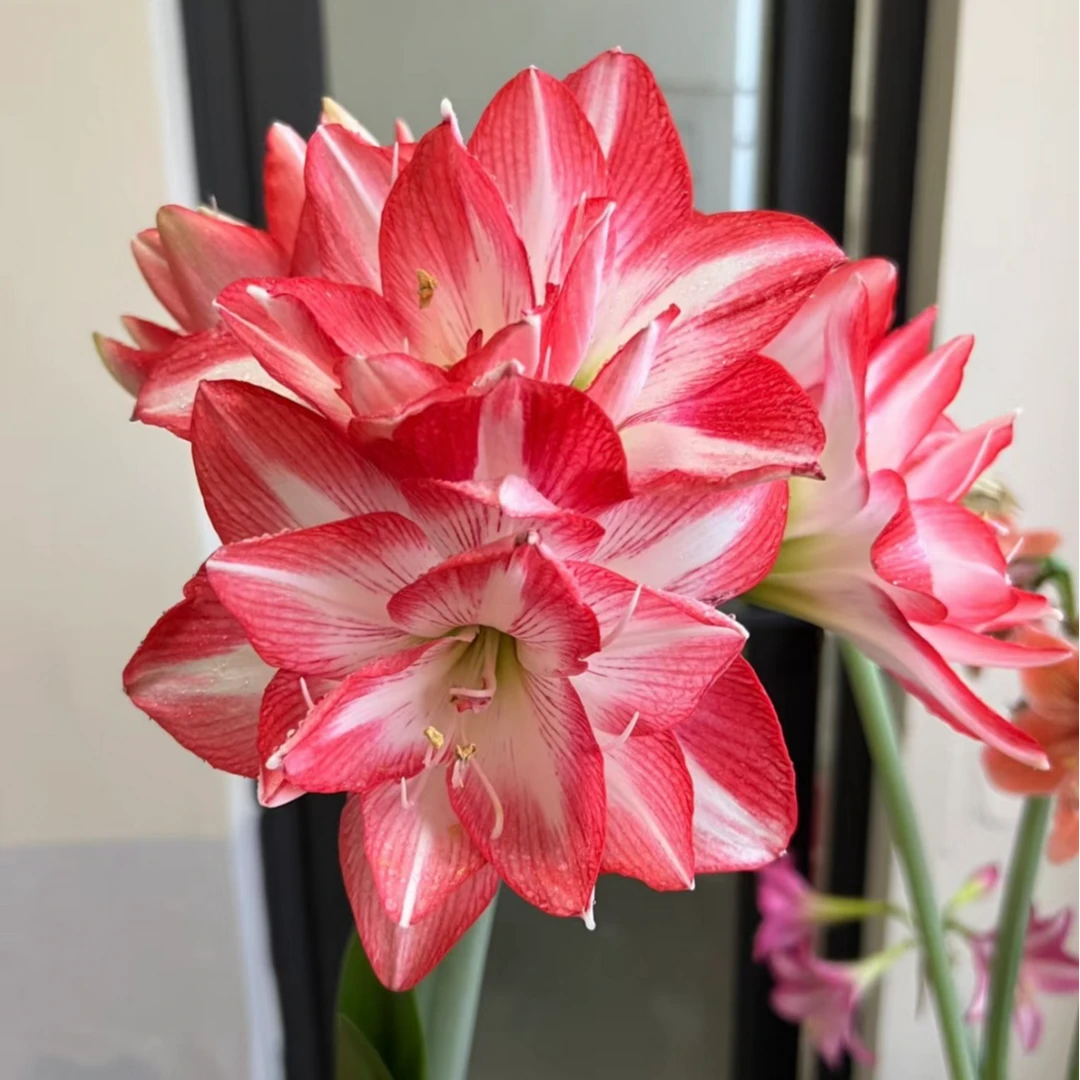 【公主爱花园】花孔雀重瓣（坨坨朱带2~3个侧芽）现货~自然球