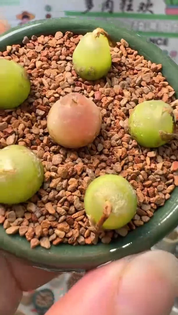 227多肉植物肉锥大葫芦一颗