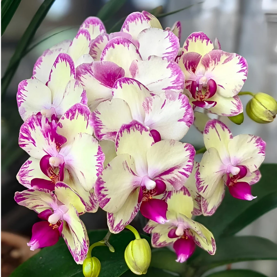 【盲盒 带花剑】蝴蝶兰花苗一棵品种不详