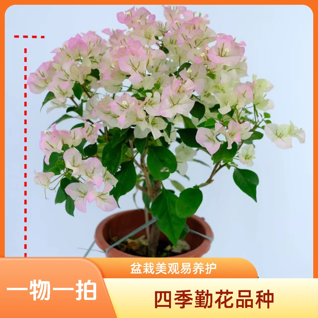 三角梅热火桑巴漳红樱绿樱西瓜银边紫光辉四季勤花品种