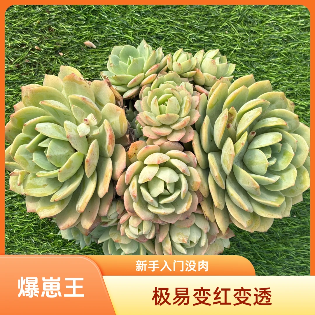 恋曲群 省薪多肉新手必入好度夏易过冬阳台露养都适合