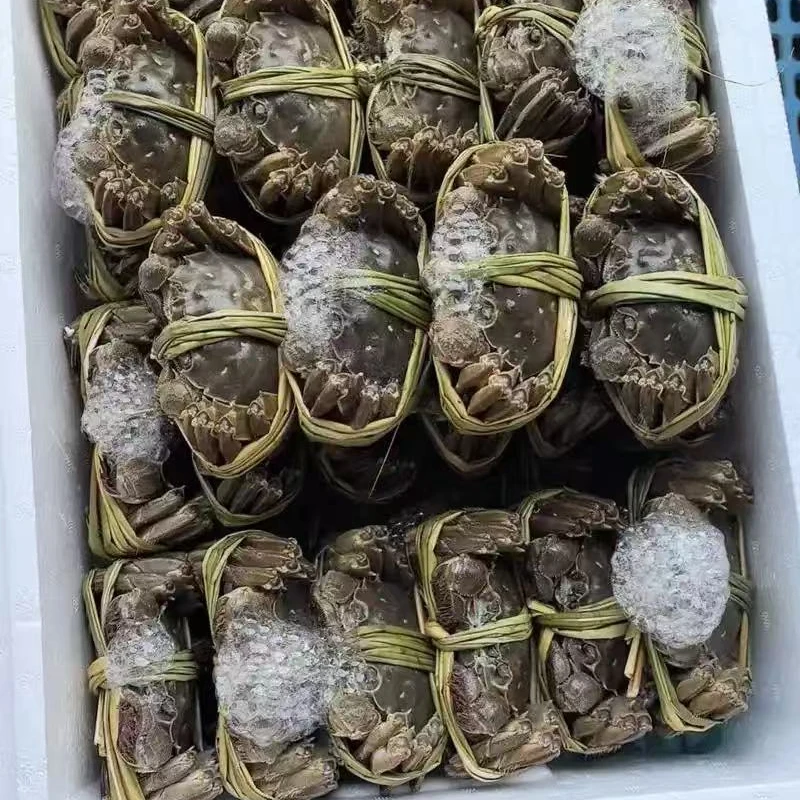 芝麻象固城湖大闸蟹6-8只2两2.5两3两母大闸蟹