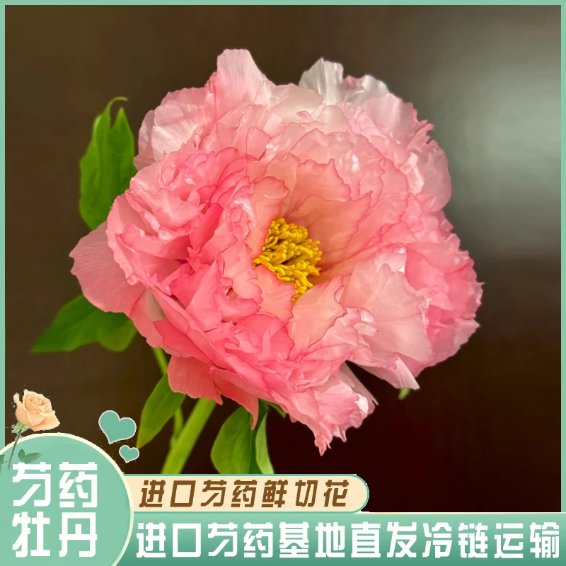 【旭港】牡丹鲜花 年宵花 芍药鲜切花 山东基地直发