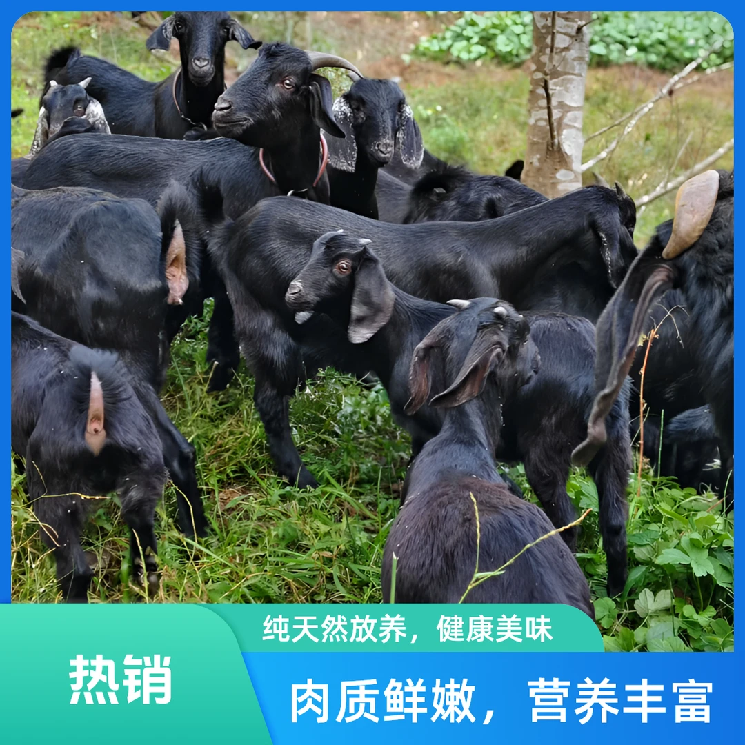 高山土《黑羊肉》纯干不注水  5斤冷链包邮
