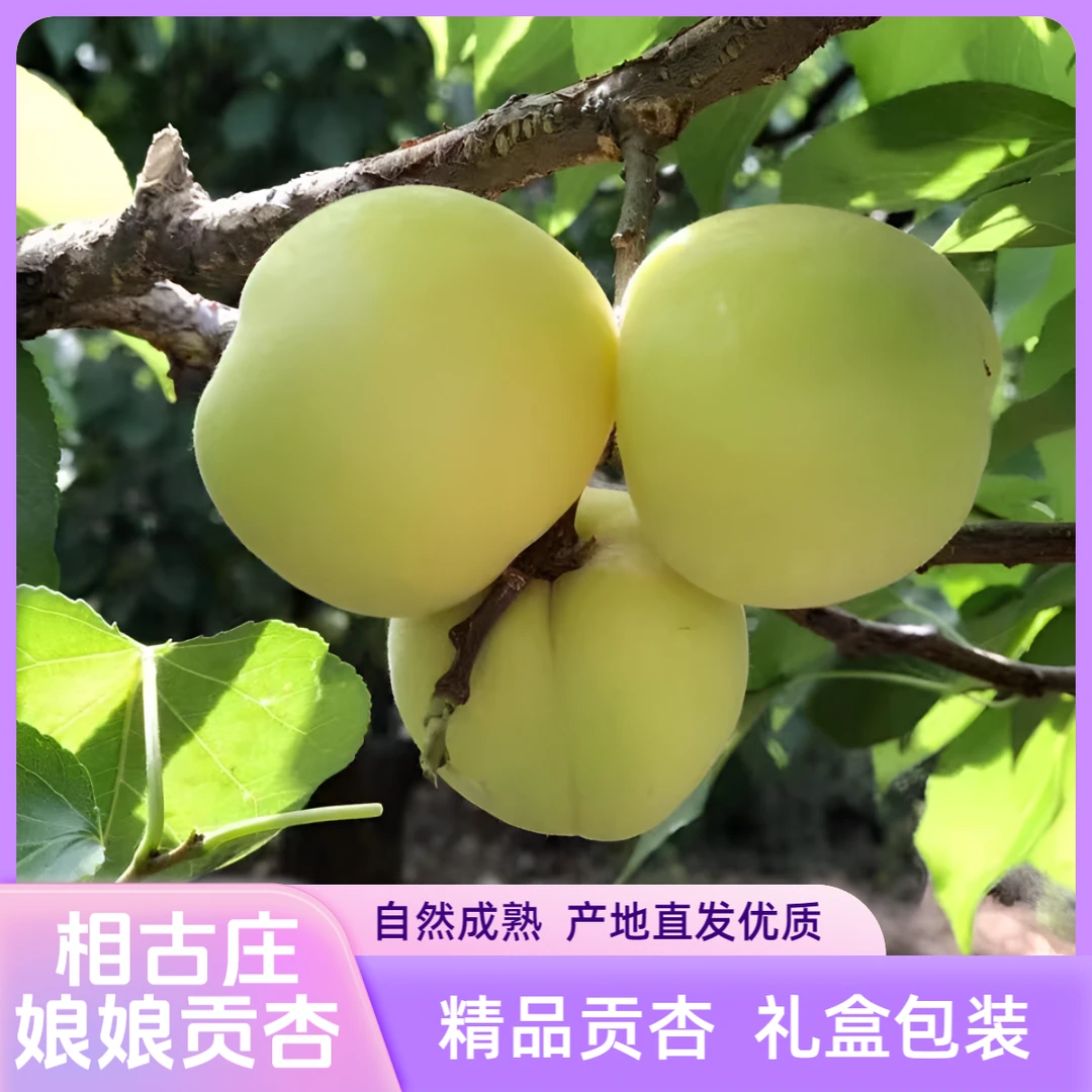 娘娘贡【精品贡杏】顺丰包邮新鲜现摘产地直发正宗水果遵化相古庄