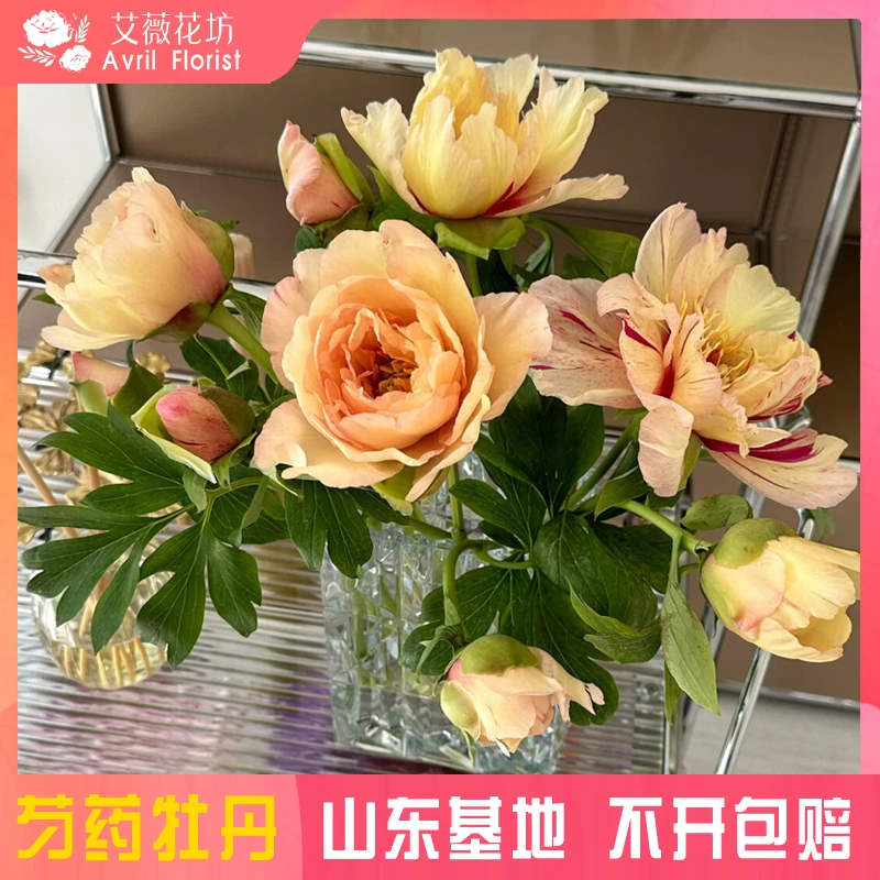 【现货-凯莉的记忆】芍药鲜切花 精品大芍药鲜花 山东基地直发 芍药