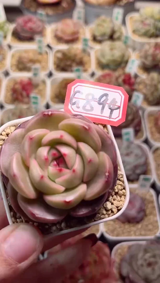 【闪购商品】G894青团一物一拍