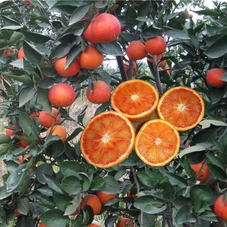 玺韵水果-血橙礼盒