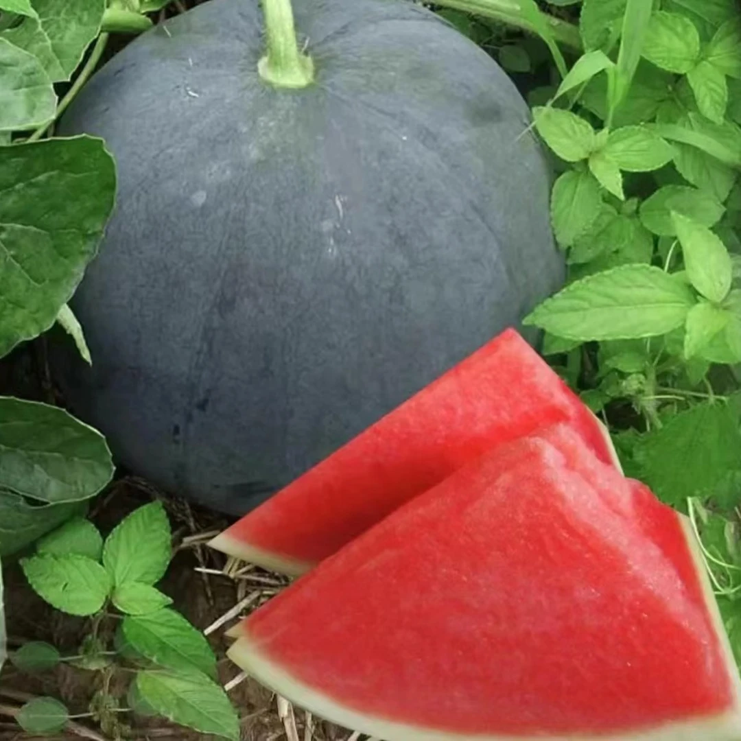 黑密二号西瓜种子 黑皮西瓜种子超甜高产薄皮红心特大西瓜种籽