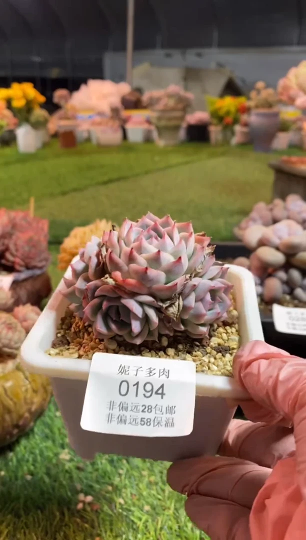 【闪购商品】0194a