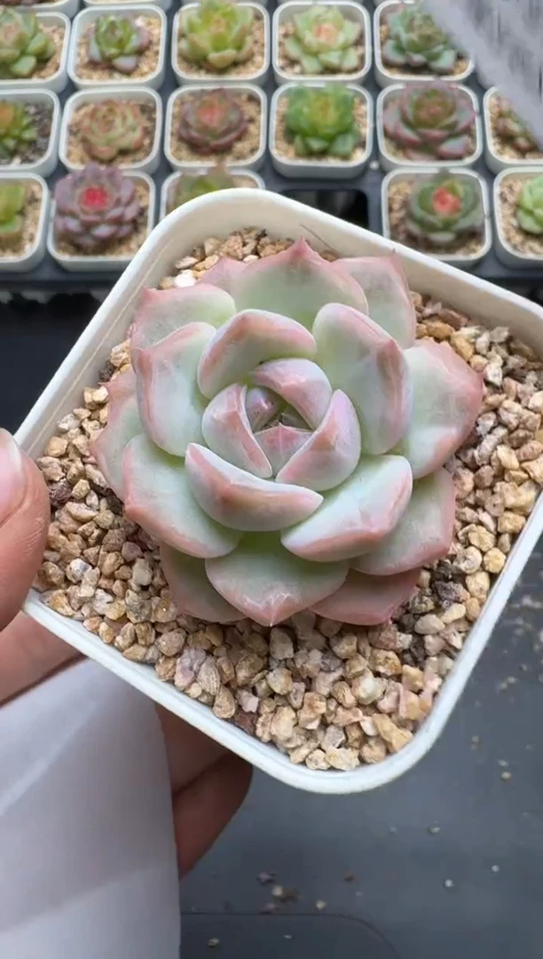 680E云禹多肉植物 带盆土纸巾打包 3颗包邮
