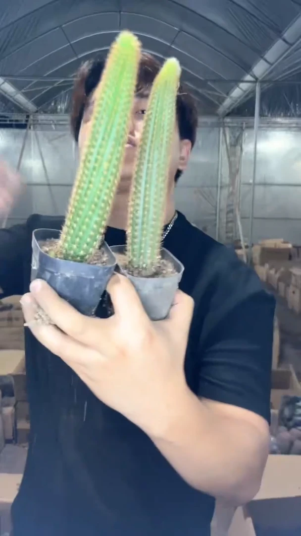 3颗 单头 紫水晶 金妞【带根】