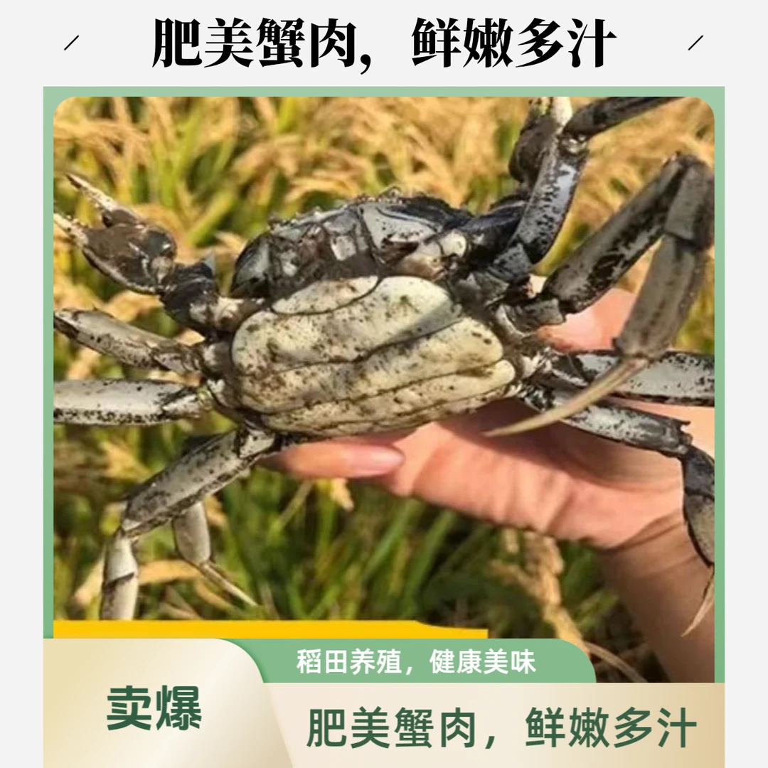 【活蟹】辽宁盘锦河蟹  2-3斤全母蟹 0.9-1.2两蟹 死蟹包赔