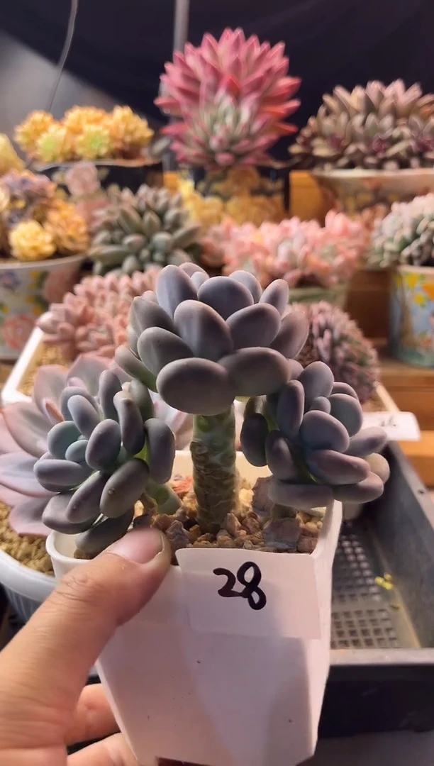 9.24-28月美人11111111111