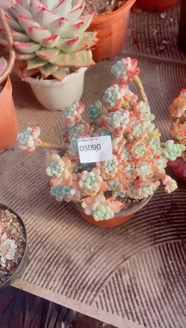 哈*皮跃跃精品多肉05090