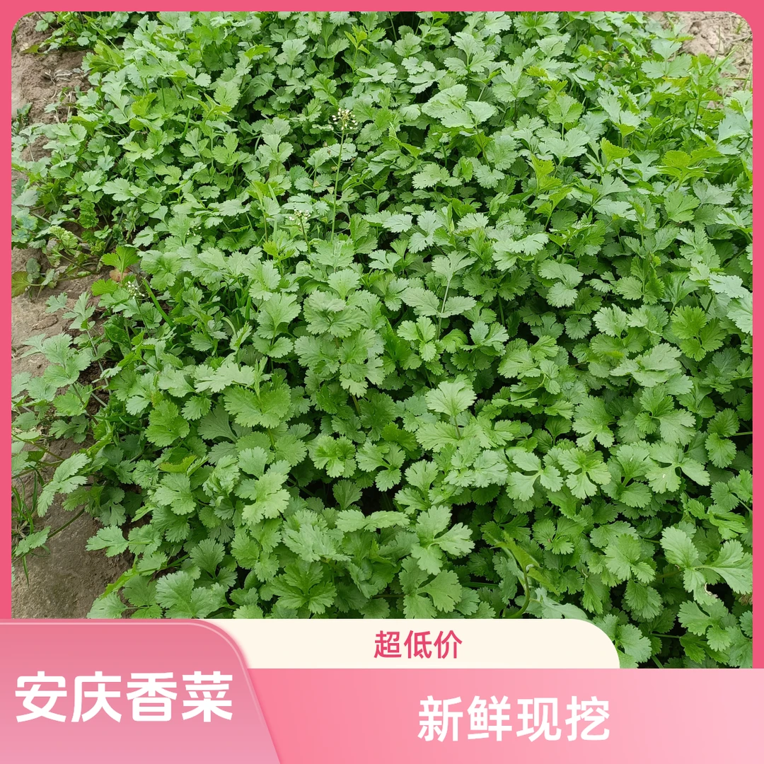 安徽安庆 香菜 火锅必备 现挖现发包邮