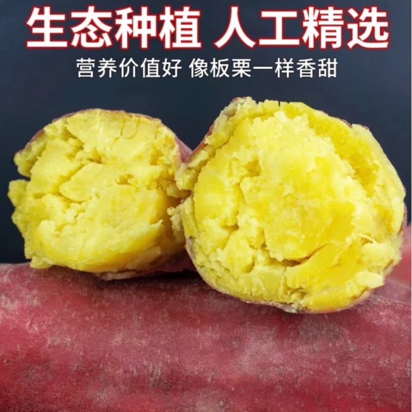 JTLY【买三斤送二斤】陕西板栗红薯现挖现发肉质细嫩软糯饱满皮薄