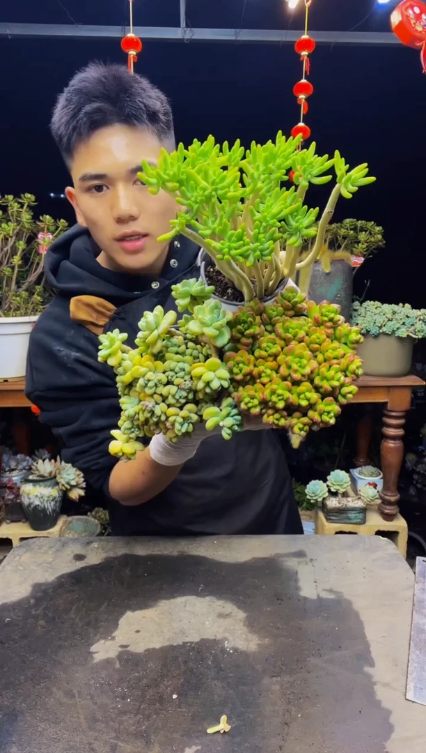 八千代+香豆子+吉娃娃