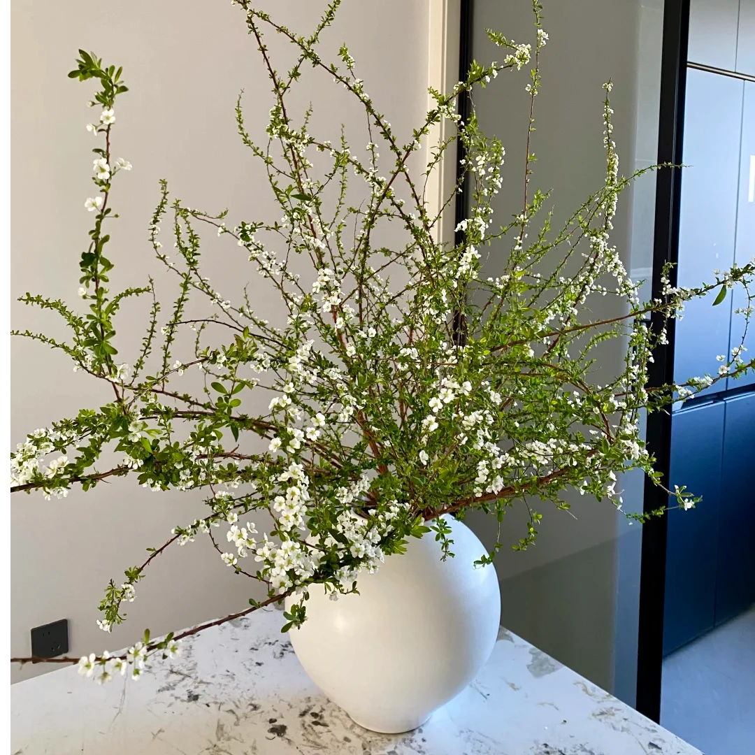 云南鲜切花基地直发雪柳枝鲜切花1扎鲜枝2-5枝长度70cm-1.2m