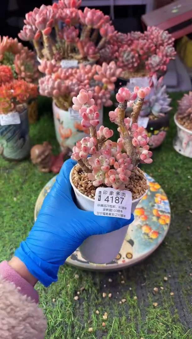 昆明印象多肉4187